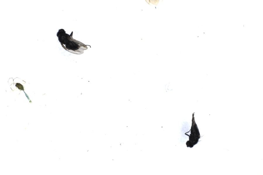 Image 25